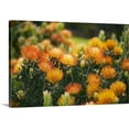 thumbnail image 1 of Great BIG Canvas | Ron Dahlquist Premium Thick-Wrap Canvas entitled Hawaii, Upcountry Maui, Orange Pin Cushion Protea Blossoms On Bush, 1 of 4