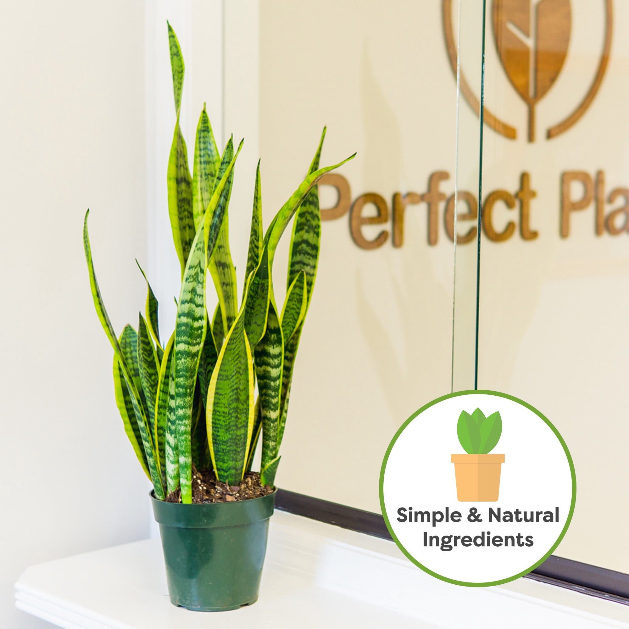 Organic Snake Plant Soil in 8qt. Bag, Potting Mix for All Snake Plant Varieties, High Drainage