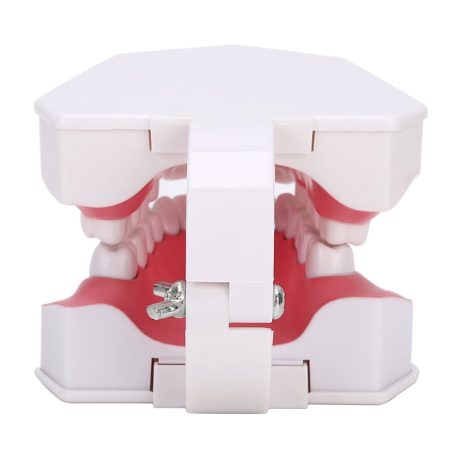 Modelo de diente dental ANGGREK Modelo de enseñanza de dientes demostración de cavidad