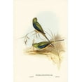 thumbnail image 2 of Gould, John 11x14 White Modern Wood Framed Museum Art Print Titled - Blue-banded Grass-Parakeet-Euphema chrysostoma, 2 of 4