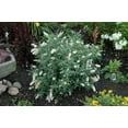 thumbnail image 2 of Humdinger® Little Angel Butterfly Bush - Buddleia - Compact - Gallon Pot, 2 of 2