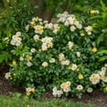 thumbnail image 5 of Drift Popcorn Rose Live Shrub (2 Gallon), 5 of 11
