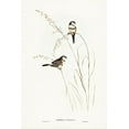 thumbnail image 2 of Gould, John 23x32 Gold Ornate Wood Framed with Double Matting Museum Art Print Titled - Bicheno’s Finch-Estrelda Bichenovii, 2 of 4