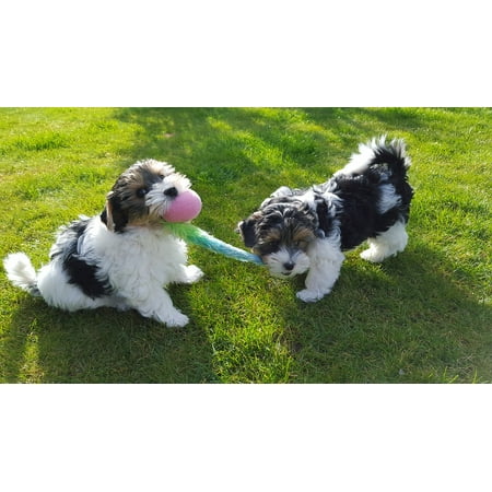 Yorkshire Terrier Dog Picture LAMINATED POSTER Dog Breed Yorkshire Terrier Puppies Biewer Terrier Poster Print 24 x 36 ()