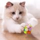thumbnail image 3 of Juguetes para gatos de 5 cm con pompones de colores, hilo de lana, sonajeros y juguetes masticables para mascotas. Juguetes interactivos para gatos, para jugar en interiores y exteriores., 3 of 5