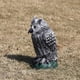 thumbnail image 1 of Señuelo de pájaro, escultura de búho falso, señuelo repelente de pájaros realista, ahuyentador de pájaros para control de plagas, decoración de jardín y patio, 1 of 9