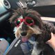 thumbnail image 5 of Gafas para perros Protección para los ojos Gafas de sol impermeables para mascotas para perros de más de 15 libras (Rojo) Sincero Electrónica, 5 of 5