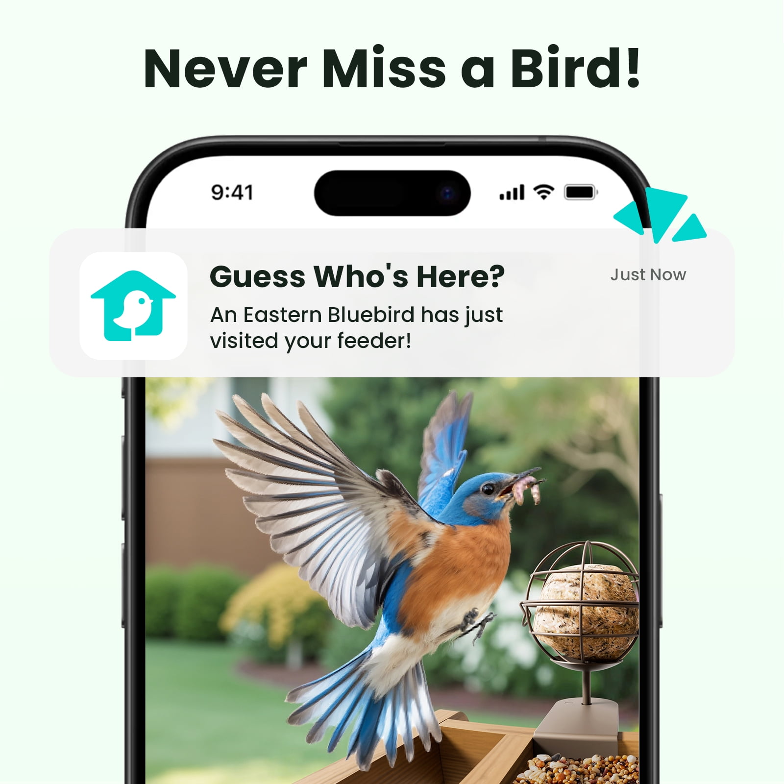 Birdfy Smart Bird Feeder with Camera, 1080P HD Bird Feeder Camera with AI Bird Identification, Solar Powered, Motion Detection & Real-Time Alerts, Suet Ball Holder for Outdoor Birdwatching