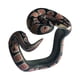 thumbnail image 1 of de serpiente falsa de plástico hecha a mano, muñequera de muñequera Pitón bola Zulema Pulsera de serpiente de simulación, 1 of 8