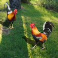 thumbnail image 4 of 2pcs Chicken Fence Sculpture Unique Acrylic Garden Statue for Lawn Path Sidewalk, 4 of 9