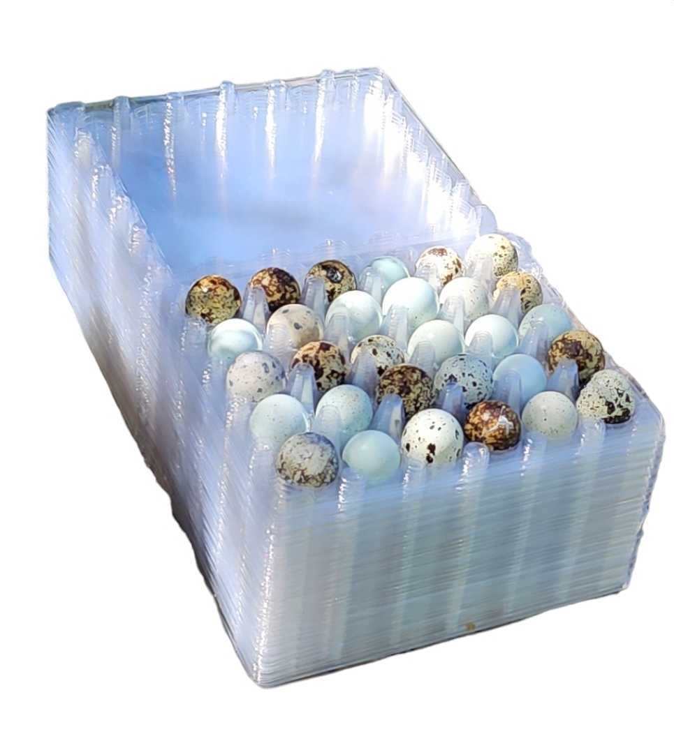 30 hole quail egg cartons for jumbo quail eggs 50 count