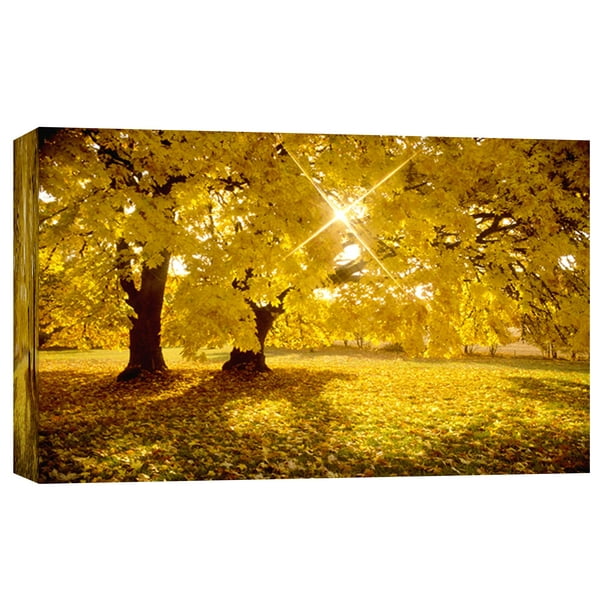 Ptm Images Big Leaf Maple Trees In Fall Color With Sunburst 20x16 Decorative Canvas Wall Art Walmart Com Walmart Com
