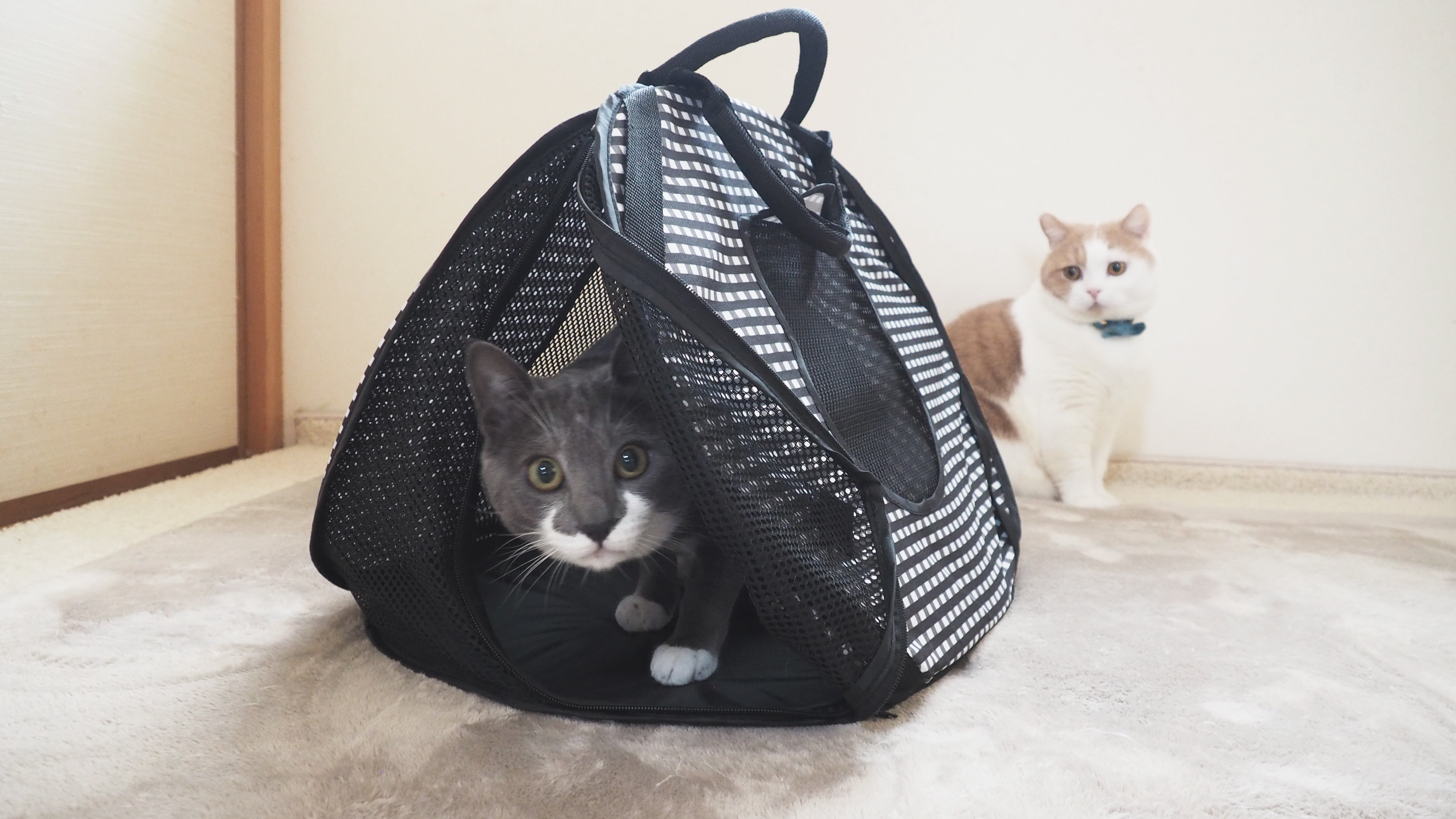 Necoichi Ultralite Pop up Cat Carrier Portable Light Weight 7