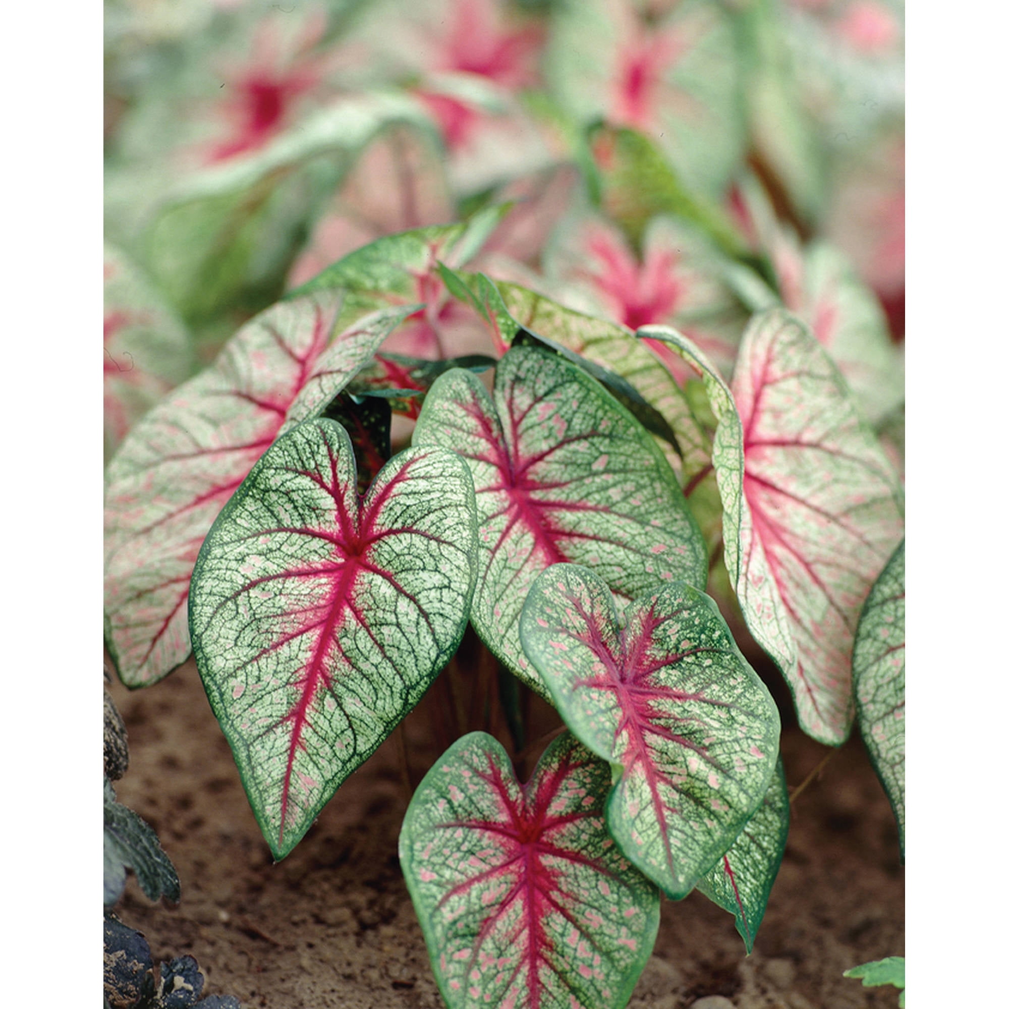 Van Zyverden Caladiums, Fancy Leaf White Queen, Set of 6 Bulbs