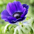 thumbnail image 3 of Eden Brothers Anemone Bulbs - De Caen Blue, 3 of 5