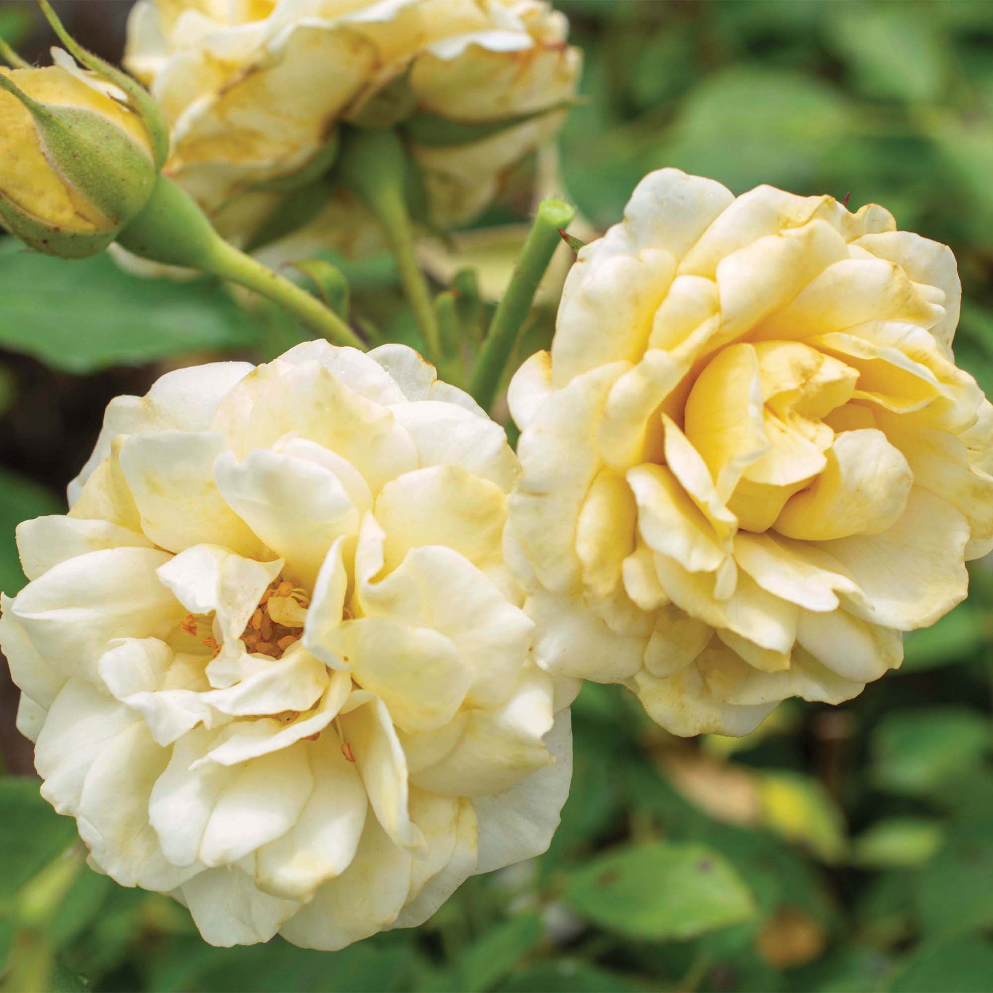 Drift Rose Buttercream Tree Live Shrub (3 Gallon)