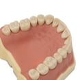 thumbnail image 3 of Dental Teaching Model Soft Gum 32 Teeth Dental Demonstration Teeth Model for Laboratory Clinic, 3 of 8