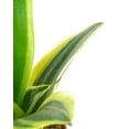 thumbnail image 2 of Shop Succulents Sansevieria Laurentii Snake Plant 4" Live Upright Indoor Plant in Nursery Pot, 2 of 5