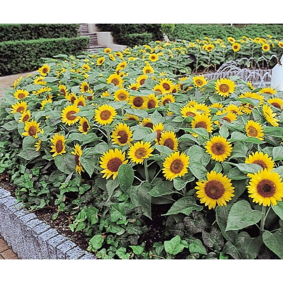 Sherwood's Seeds 10 Dwarf Sunflower Plant Seeds