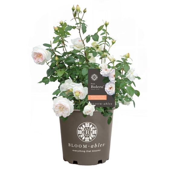 National Plant Network Bareroot Scentables Bolero Floribunda Rose Bush with White Flowers (2-pack)