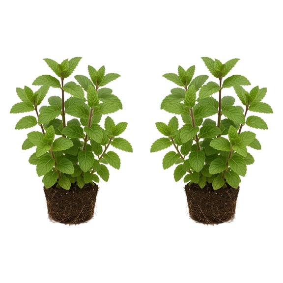 Mint Starter Plants - 2 Berries & Cream Live Plants, Ships 4-8 Inches Tall, Partial Shade, USDA Zones 3-8