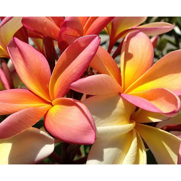 Exotic Thailand Dusk Plumeria Plant - Frangipani - 8-10" Bareroot