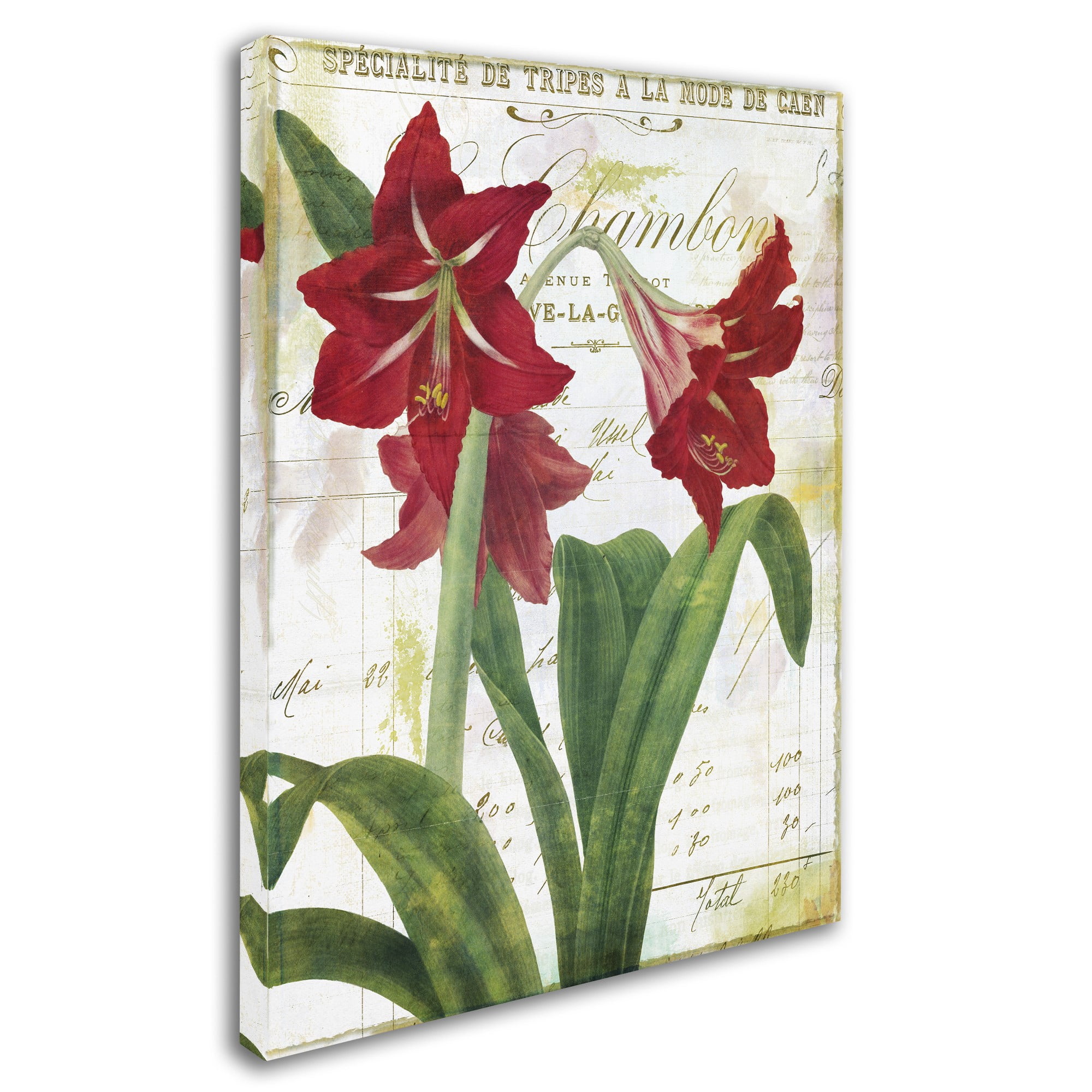 Trademark Fine Art "Peppermint Amaryllis" Canvas Art by Color Bakery
