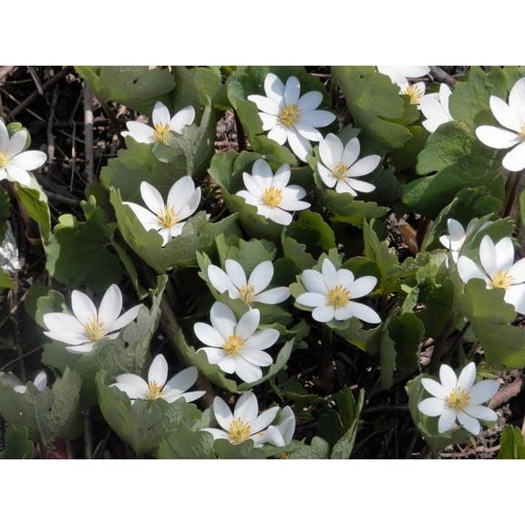 10 White Bloodroot Sanguinaria Canadensis Shade Ground Cover Flower Seeds