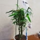 thumbnail image 4 of Bolsa De Goteo Para Soporte De Vida Vegetal, Dispositivo De Riego Para Plantas De Riego Por Goteo De 350Ml, Dispositivo De Riego Para Plantas De Jard铆n Para Interiores Y Exteriores, 4 of 7