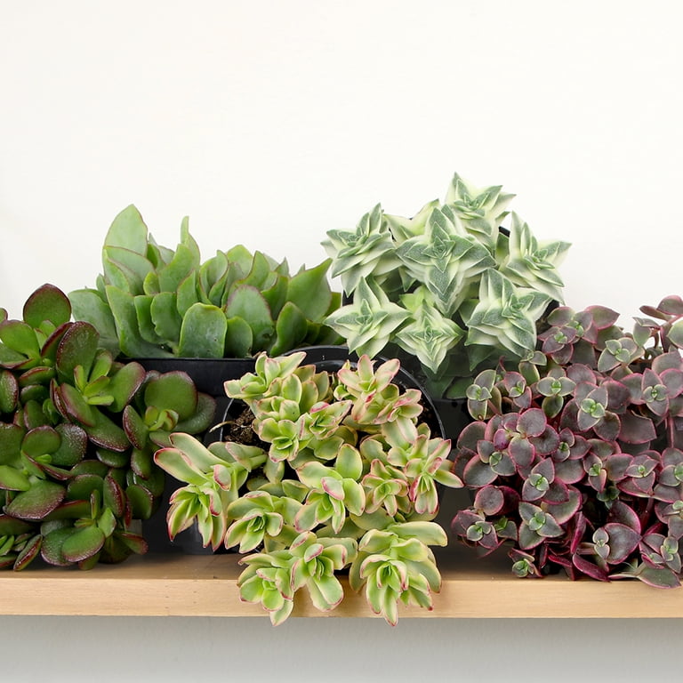concrete pot planter Michigan Large Concrete Bowl Planter | Misty Gray Weatherstone | 80 Dia. x 35 main image 1