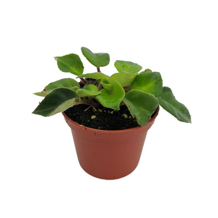 Tamiana Asian Violet - Primulina tamiana / Deinostigma tamiana - 2.5" Pot