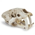 thumbnail image 6 of Resin Skull Skeleton Head Smilodon Saber Tooth Tiger Teaching Prop, 6 of 9