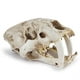 thumbnail image 5 of Ounissouiy Resina cráneo decoración esqueleto cabeza Smilodon diente de sable tigre cráneos modelo hogar Bar escritorio accesorios decorativos Decoración, 5 of 6