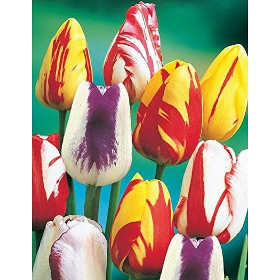 10 Rembrandt Mix Tulip Bulbs - Tulipa Parrot