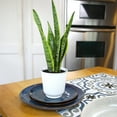 thumbnail image 2 of Laurentii Snake Plant, Clean Air Houseplant | 4.25 in Decor Pot; Full Sun | Element by Altman Plants, 2 of 10