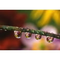 thumbnail image 2 of Terrill, Steve 32x23 Gold Ornate Wood Framed with Double Matting Museum Art Print Titled - OR, Flower reflecting in dewdrops on grass, 2 of 4