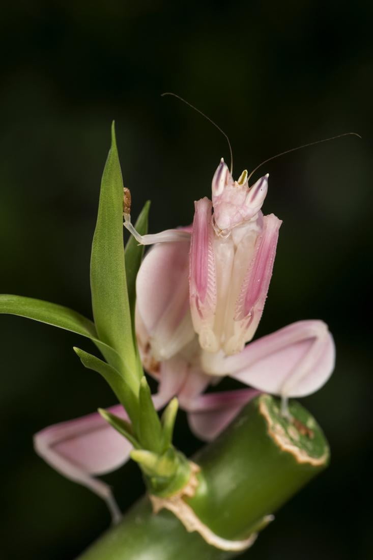 Orchid Mantis (Hymenopus Coronatus), captive, Malaysia