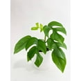 thumbnail image 2 of Rhaphidophora Tetrasperma Mini Monstera 'Ginny' - Live Air-Purifying Indoor Plant in Nursery Pot – Easy Care, Low Maintenance Houseplant for Home & Office Decor, Natural Air Cleaner, Best for, 2 of 7
