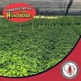 thumbnail image 3 of 1/2 lb American Ginseng Seeds, 3 of 6