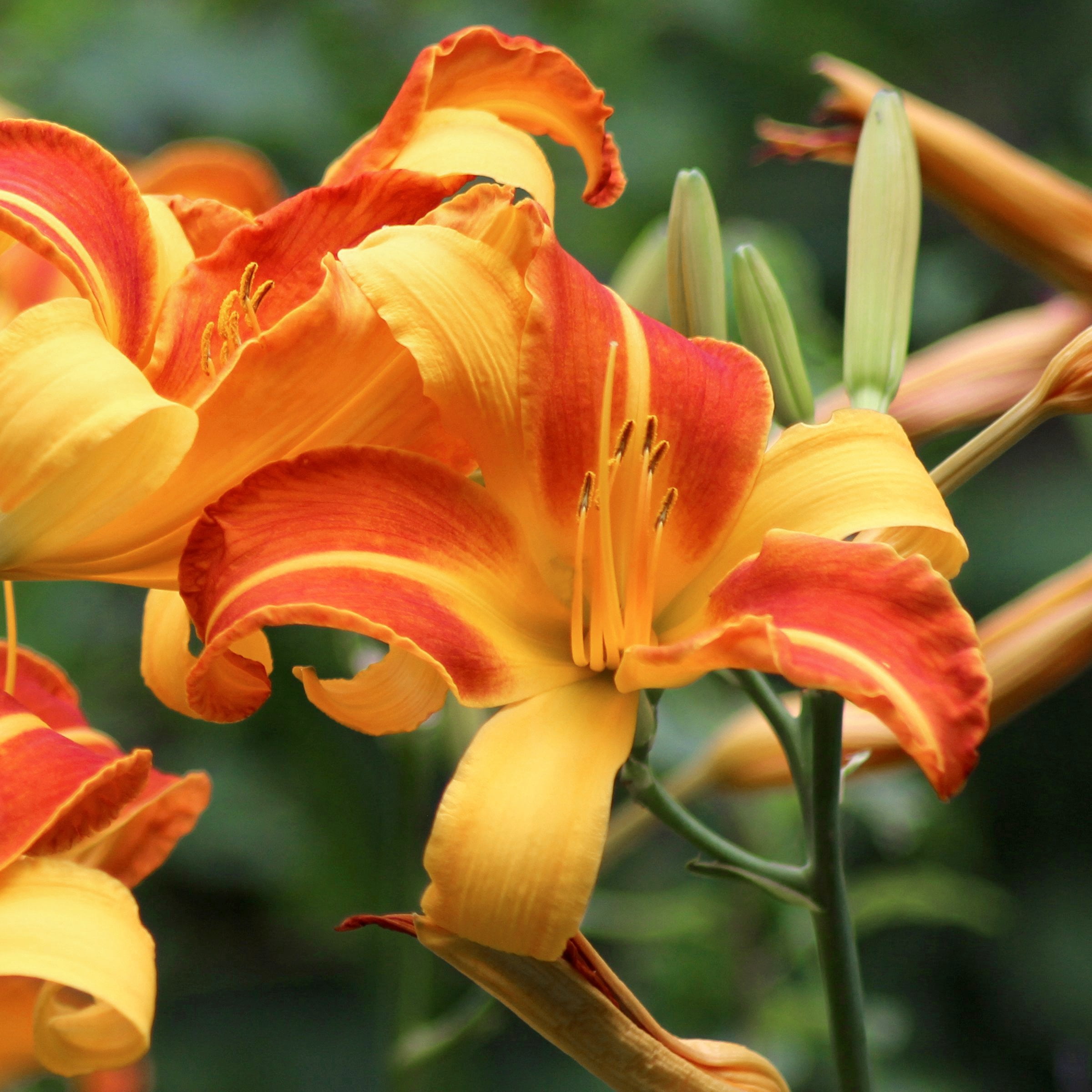 National Plant Network 1 gal. Daylily Frans Hals Perennial Plant (4-Pack)