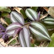4 Rare Wandering Jew Burgundy - Purple Plant Cuttings fast shipping