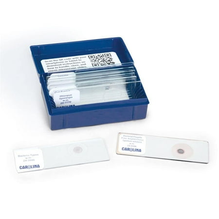 

Bacteria and Fungi Microscope Slide Set