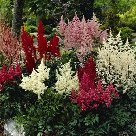 Van Zyverden Astilbe Premium Mic Colors 5 Plant Roots Multicolor Partial Shade Deer Resistant 2 lbs