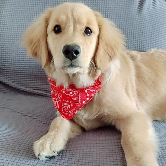 Pet Collar Bandana, Puppy Scarf Collar Adjustable Breathable Red For Cat S 1.0cm/0.4in,M 1.5cm/0.6in,L 2.0cm/0.8in