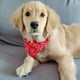 thumbnail image 5 of Collar para mascotas, bandana ajustable, transpirable, agradable para la piel, estampado triangular, collar para perro con bufanda para gato, conejo, rojo, M, 1,5 cm/0,6 pulgadas, 5 of 12