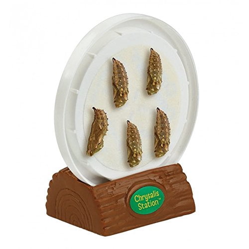 Butterfly Garden® With Live Cup of Caterpillars™
