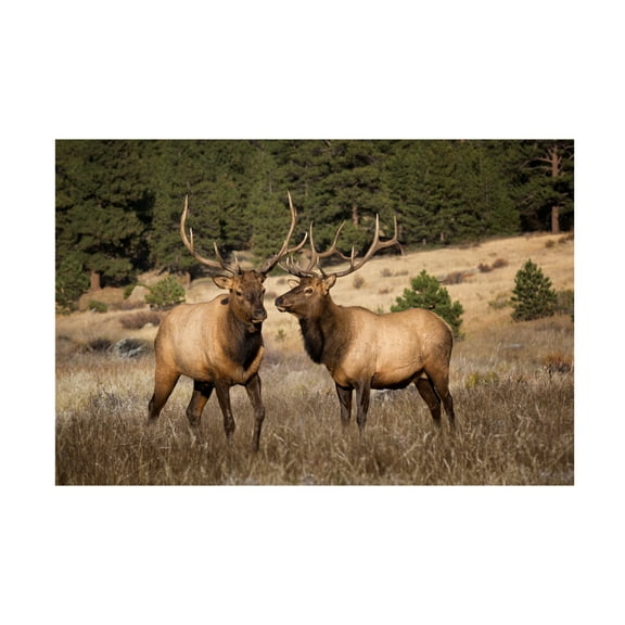 Trademark Fine Art David Drost Two Elks II Canvas Wall Art