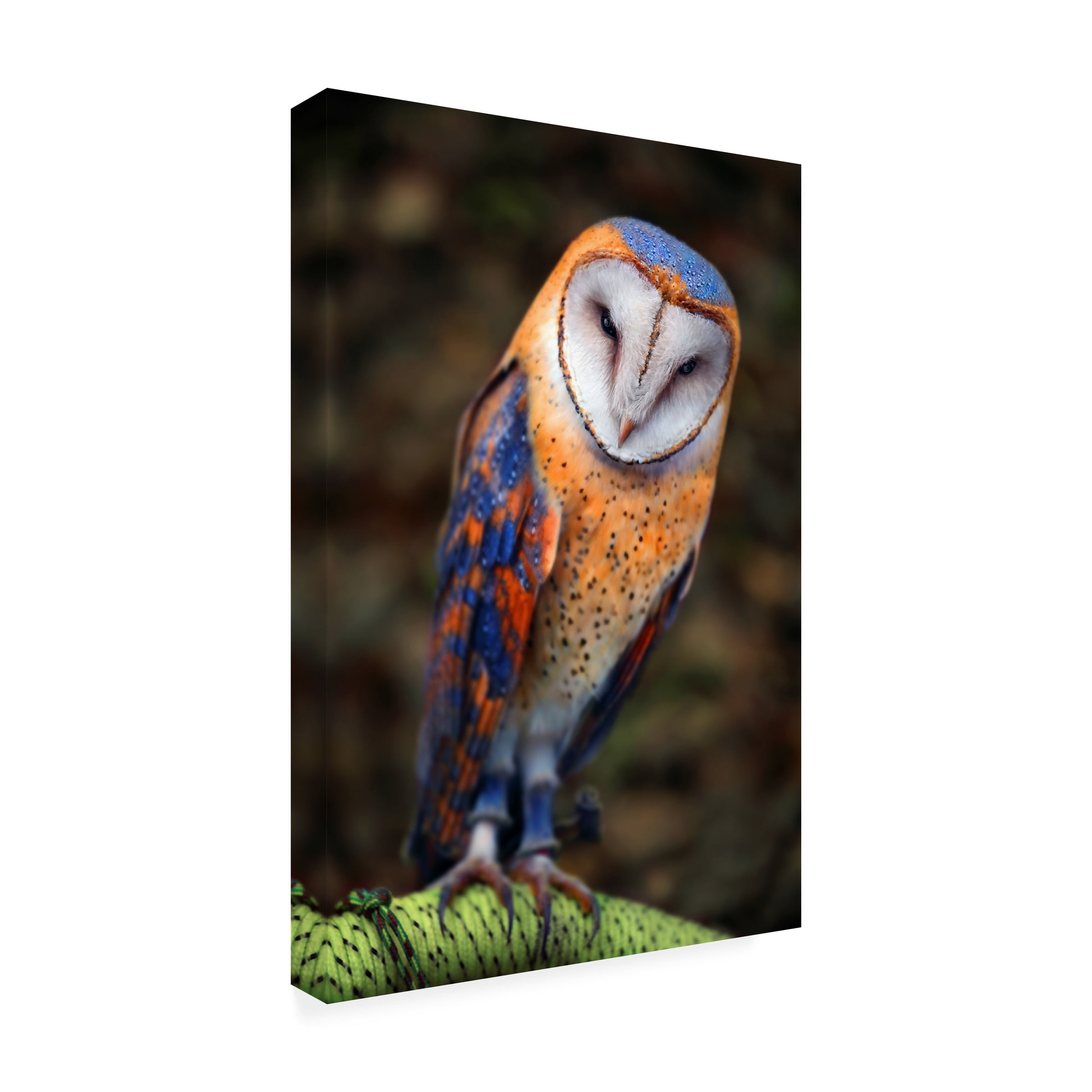 Ben Heine 'Cute Owl' Canvas Art