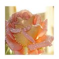 thumbnail image 2 of Kit de pintura de diamante 5D para adultos bordado flor decoración de arte para el hogar regalos de bricolaje Flor rosa Sunnimix Kit de pintura de diamante 5D, 2 of 5