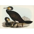 thumbnail image 2 of Gould, John 32x23 Black Ornate Wood Framed with Double Matting Museum Art Print Titled - Australian Cormorant-Phalacrocorax Carboides, 2 of 4
